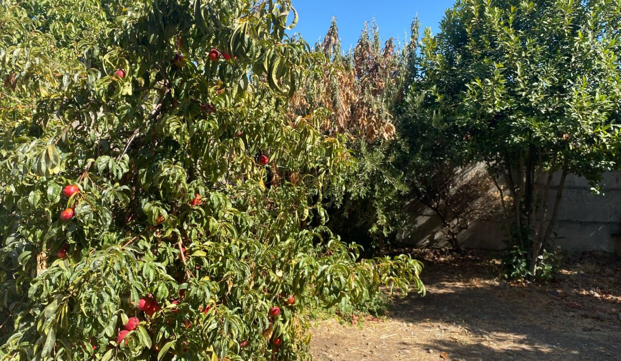 IMG-20250314-WA0010
